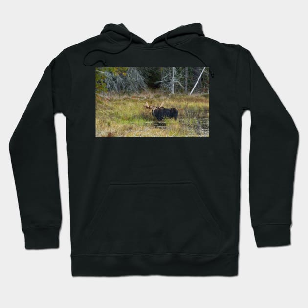 Bull Moose, Algonquin Park Hoodie by Jim Cumming